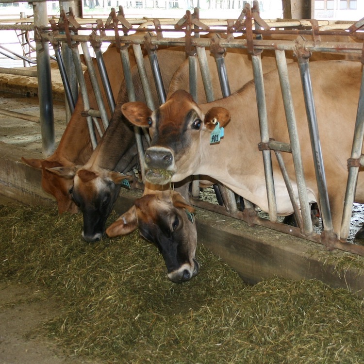 Dairy Margin Protection Program application deadline extended